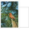 Northern Cardinal by Anonymous