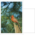 Northern Cardinal by Anonymous