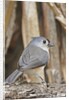 Tufted Titmouse by Anonymous