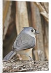 Tufted Titmouse by Anonymous