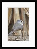 Tufted Titmouse by Anonymous