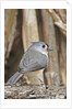 Tufted Titmouse by Anonymous