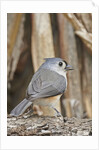 Tufted Titmouse by Anonymous