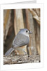 Tufted Titmouse by Anonymous
