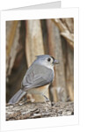 Tufted Titmouse by Anonymous