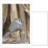 Tufted Titmouse by Anonymous