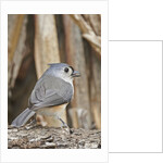 Tufted Titmouse by Anonymous