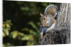 Grey Squirrel by Anonymous
