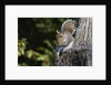 Grey Squirrel by Anonymous