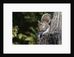 Grey Squirrel by Anonymous