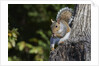Grey Squirrel by Anonymous