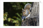 Grey Squirrel by Anonymous