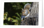 Grey Squirrel by Anonymous