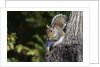 Grey Squirrel by Anonymous