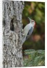Red-bellied Woodpecker by Anonymous