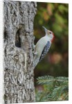 Red-bellied Woodpecker by Anonymous
