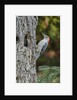 Red-bellied Woodpecker by Anonymous