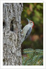 Red-bellied Woodpecker by Anonymous