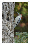 Red-bellied Woodpecker by Anonymous