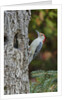 Red-bellied Woodpecker by Anonymous