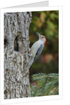 Red-bellied Woodpecker by Anonymous