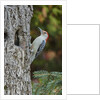 Red-bellied Woodpecker by Anonymous