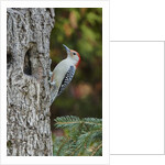 Red-bellied Woodpecker by Anonymous