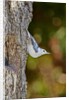 White-breasted Nuthatch by Anonymous