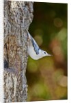 White-breasted Nuthatch by Anonymous
