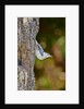 White-breasted Nuthatch by Anonymous