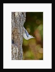 White-breasted Nuthatch by Anonymous