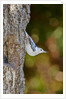 White-breasted Nuthatch by Anonymous