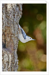 White-breasted Nuthatch by Anonymous