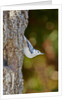 White-breasted Nuthatch by Anonymous