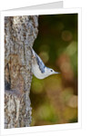 White-breasted Nuthatch by Anonymous