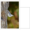 White-breasted Nuthatch by Anonymous