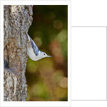 White-breasted Nuthatch by Anonymous