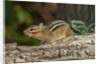 Eastern American chipmunk by Anonymous