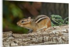 Eastern American chipmunk by Anonymous