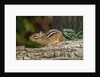 Eastern American chipmunk by Anonymous