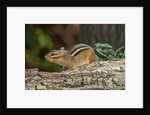Eastern American chipmunk by Anonymous