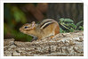 Eastern American chipmunk by Anonymous