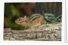 Eastern American chipmunk by Anonymous