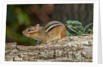 Eastern American chipmunk by Anonymous