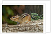 Eastern American chipmunk by Anonymous