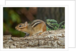 Eastern American chipmunk by Anonymous