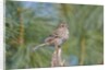 House Finch by Anonymous