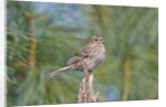 House Finch by Anonymous