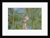 House Finch by Anonymous