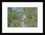 House Finch by Anonymous